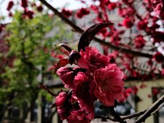 -桃花堤公园