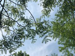 -铁山坪森林公园