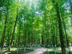 -桤木河湿地公园