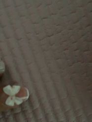 -柚子•猫美睫美甲