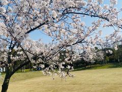 -顾村公园