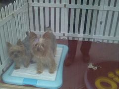两只小狗-爱宠屋pet shop·宠物洗澡·宠物美容