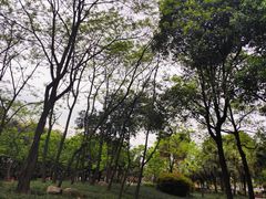 -神仙树公园