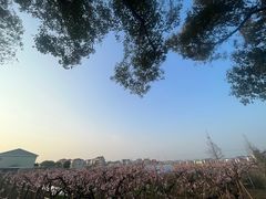 -南汇桃花村