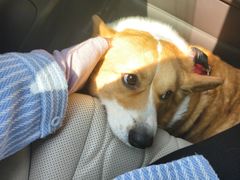 -申普宠物医院·心脏介入·心血管微创(总院)