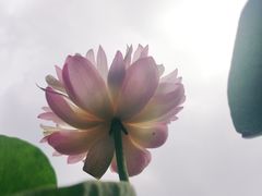 -西湖外事游船(花港观鱼码头)