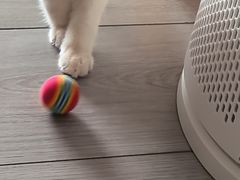 -安安宠医宠物医院·异宠·犬猫内科(岳阳分院)