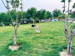 -爪吧宠物乐园 (温榆河示范区店)