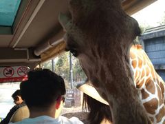 -清迈夜间动物园