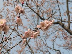 -梅花山(明孝陵内)