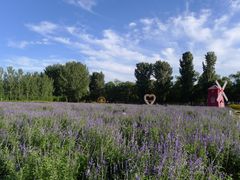 -北京东方普罗旺斯薰衣草庄园