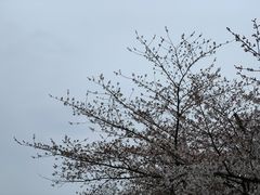-红梅公园