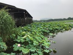 -荷塘月色湿地公园·向阳花洲