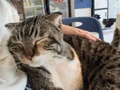 -平行世界·猫咖(首经贸店)