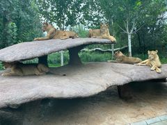 -北京野生动物园