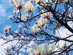 -新虹桥中心花园