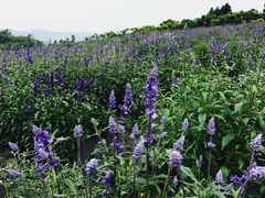 -紫颐香薰山谷景区