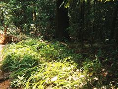 -广州市白云山风景名胜区