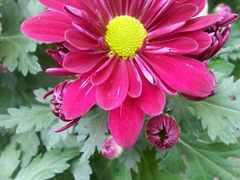 android_upload_pic-新竹里馆·花园餐厅(兴苑路店)