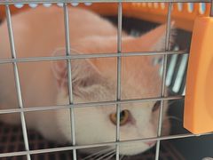 -瑞派福兴宠物医院犬猫全科·骨科·中西医结合(河东店)