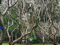 -中国科学院西双版纳热带植物园