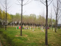 -洨河生态公园
