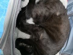 -纳吉亚猫专科动物诊疗中心(蒋宅口分院)