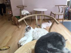 -猫咪派对(江南西店)