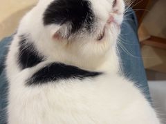 -藏猫猫咖啡主题馆(中央大道店)