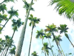 -海南槟榔谷黎苗文化旅游区
