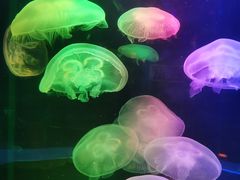 -太平洋海底世界