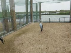 -盐城丹顶鹤湿地生态旅游区