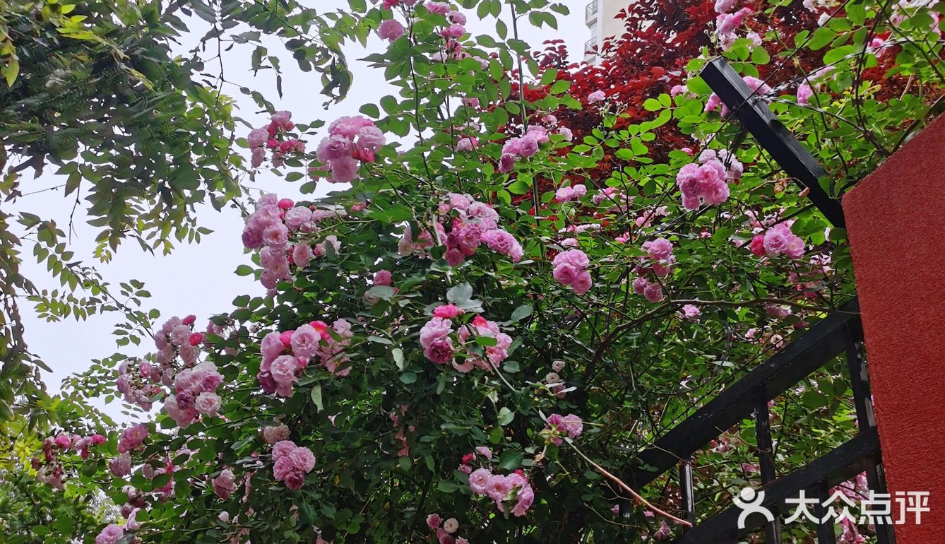 蔷薇花开~出墙来
