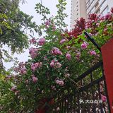 蔷薇花开~出墙来