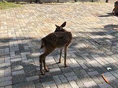 -长白岛森林公园