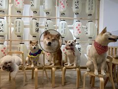 -柴迷FANS CLUB·柴犬狗咖·猫咖