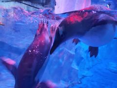 -芜湖新华联大白鲸海洋公园