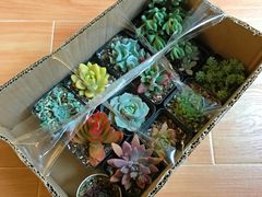 -龙大花卉苗木市场