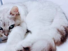 -米苏动物医院·犬猫专科·骨科外科内窥镜