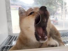 柴犬-柴犬高等学院·狗咖·柴犬售卖·宠物训练