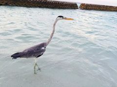 -中央格兰德岛温泉度假酒店 - 全包