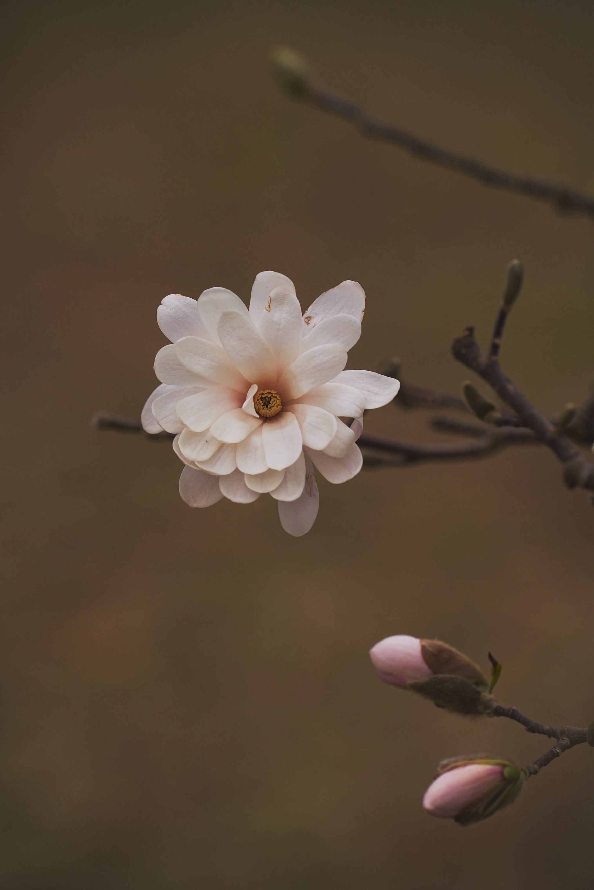 玉兰花的种类图片