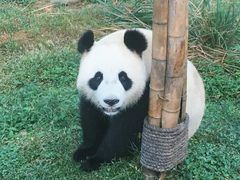 -都江堰中华大熊猫苑
