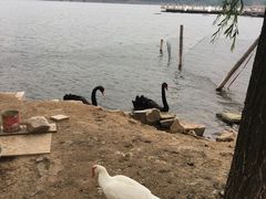 -松月湖大酒店