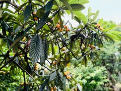 -塘栖枇杷特色园区