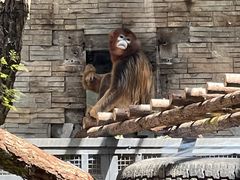 -石家庄市动物园