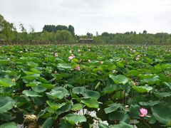 -溱湖国家湿地公园