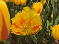 -洛阳郁金香牡丹园