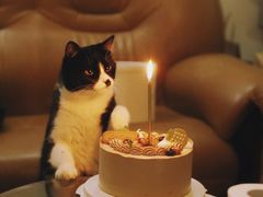 -浮光之丘MontCake生日蛋糕(花牌坊店)