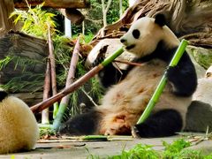 -都江堰中华大熊猫苑